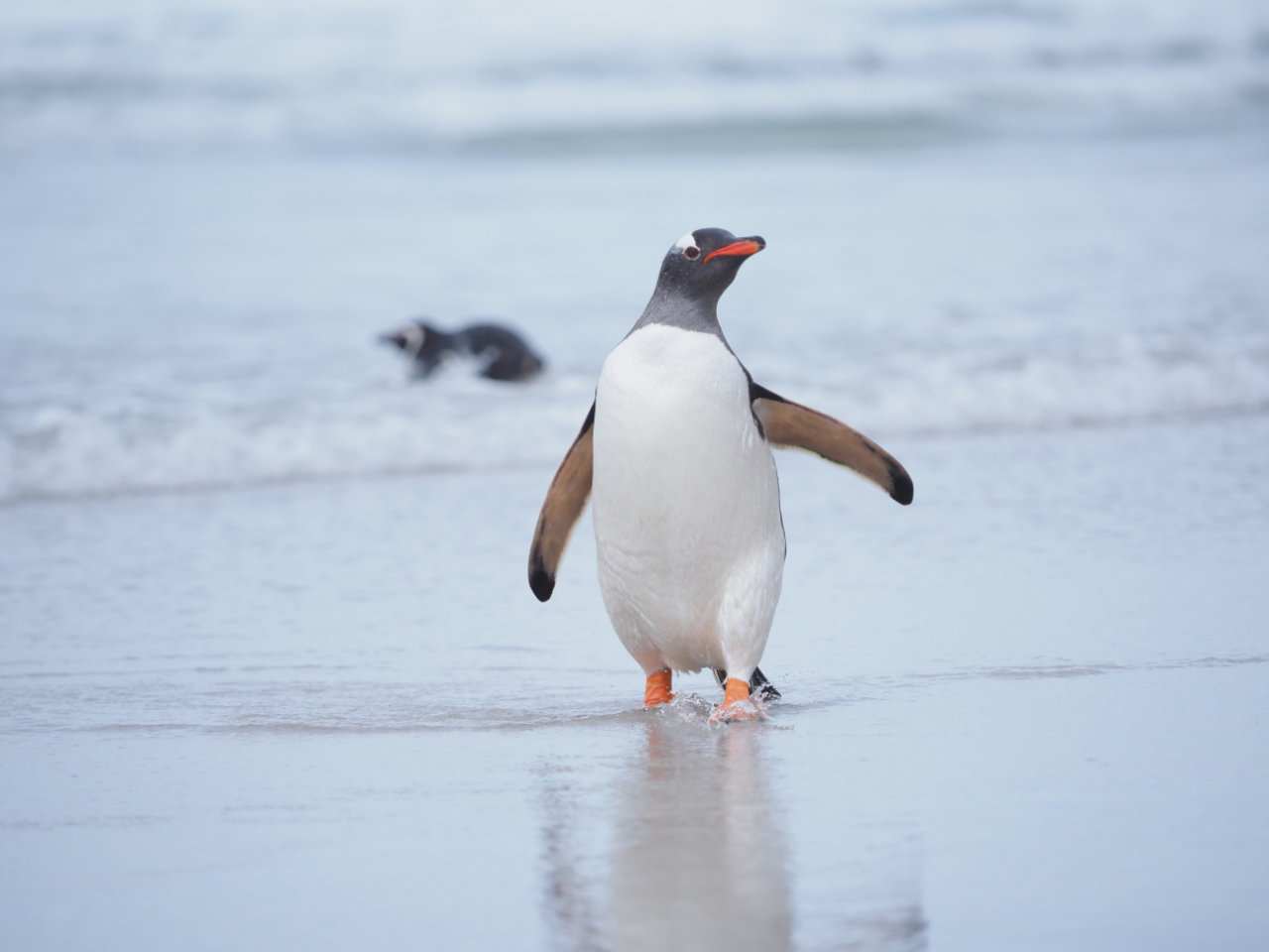 Antarctic