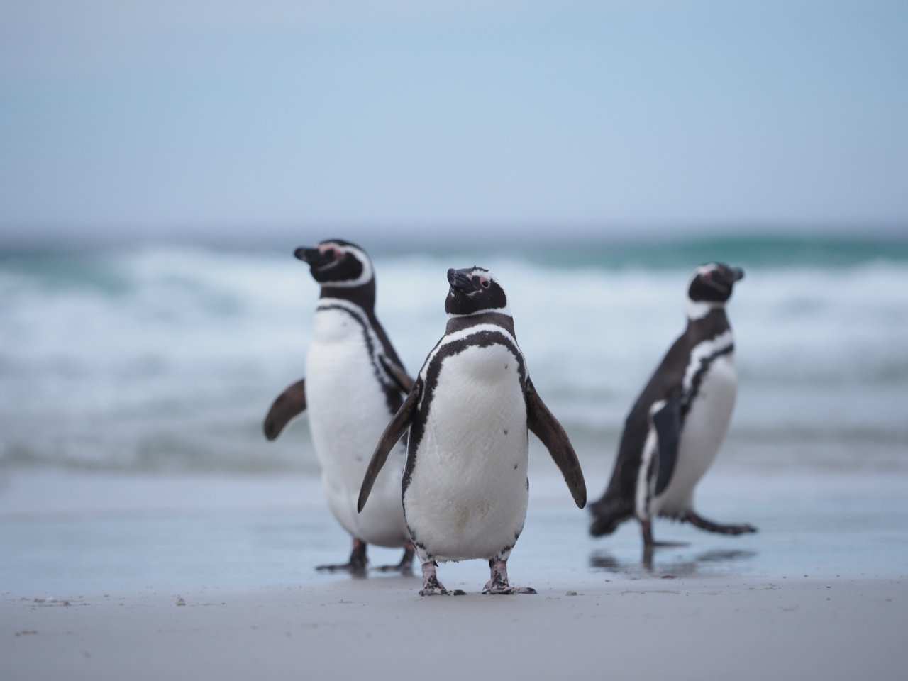 Antarctic