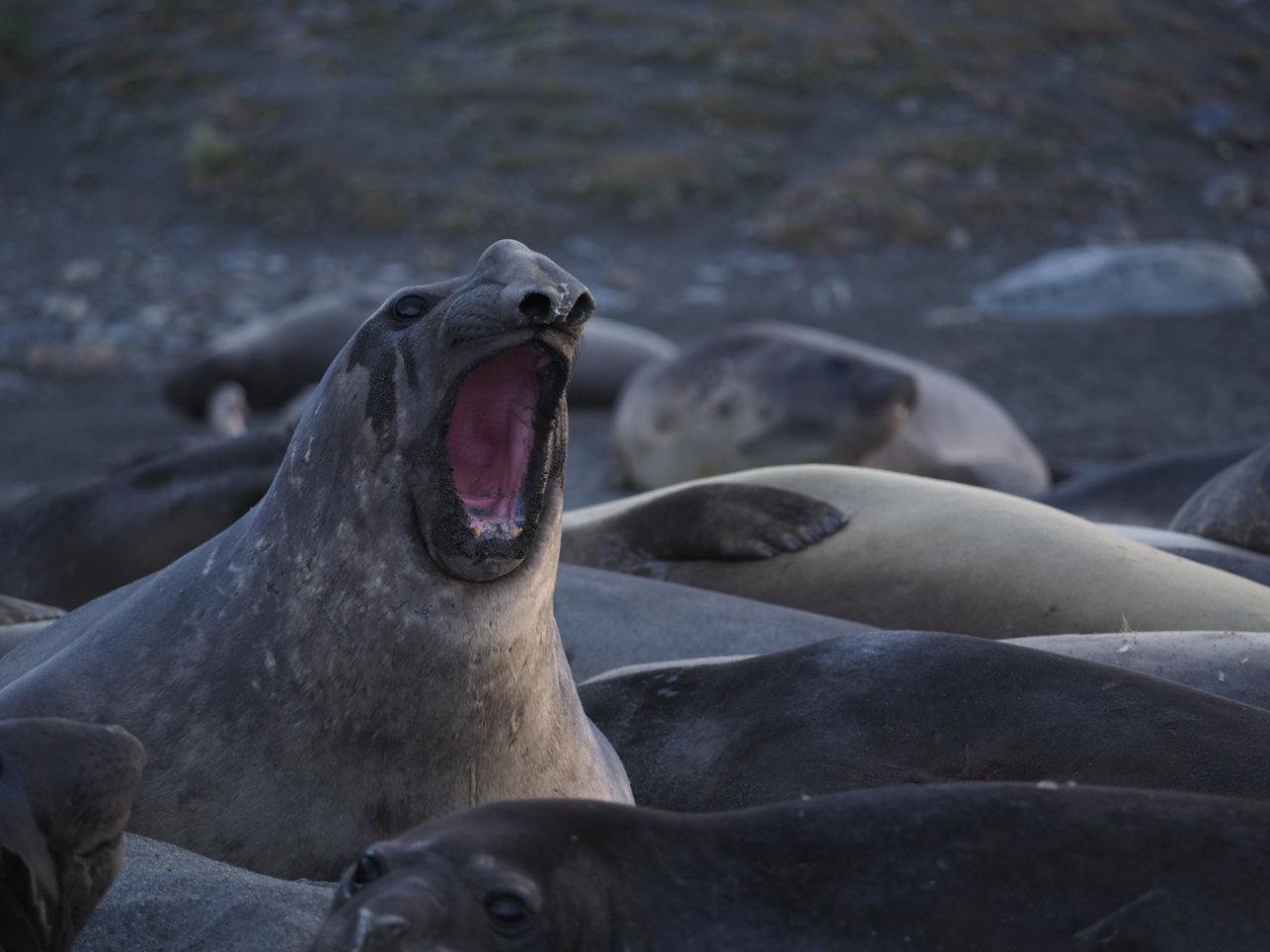 Antarctic