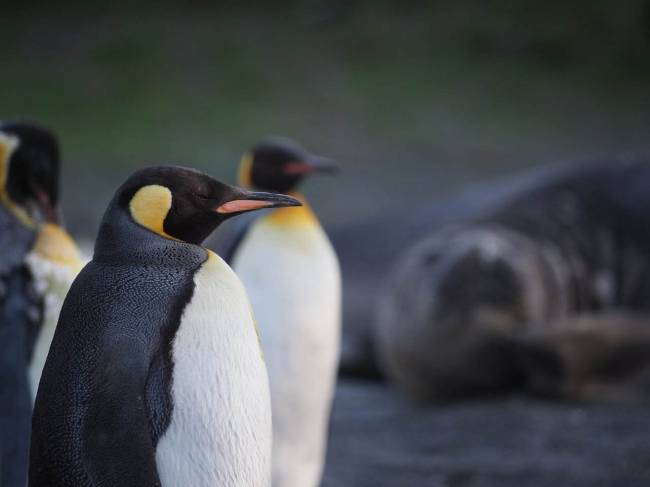 Antarctic