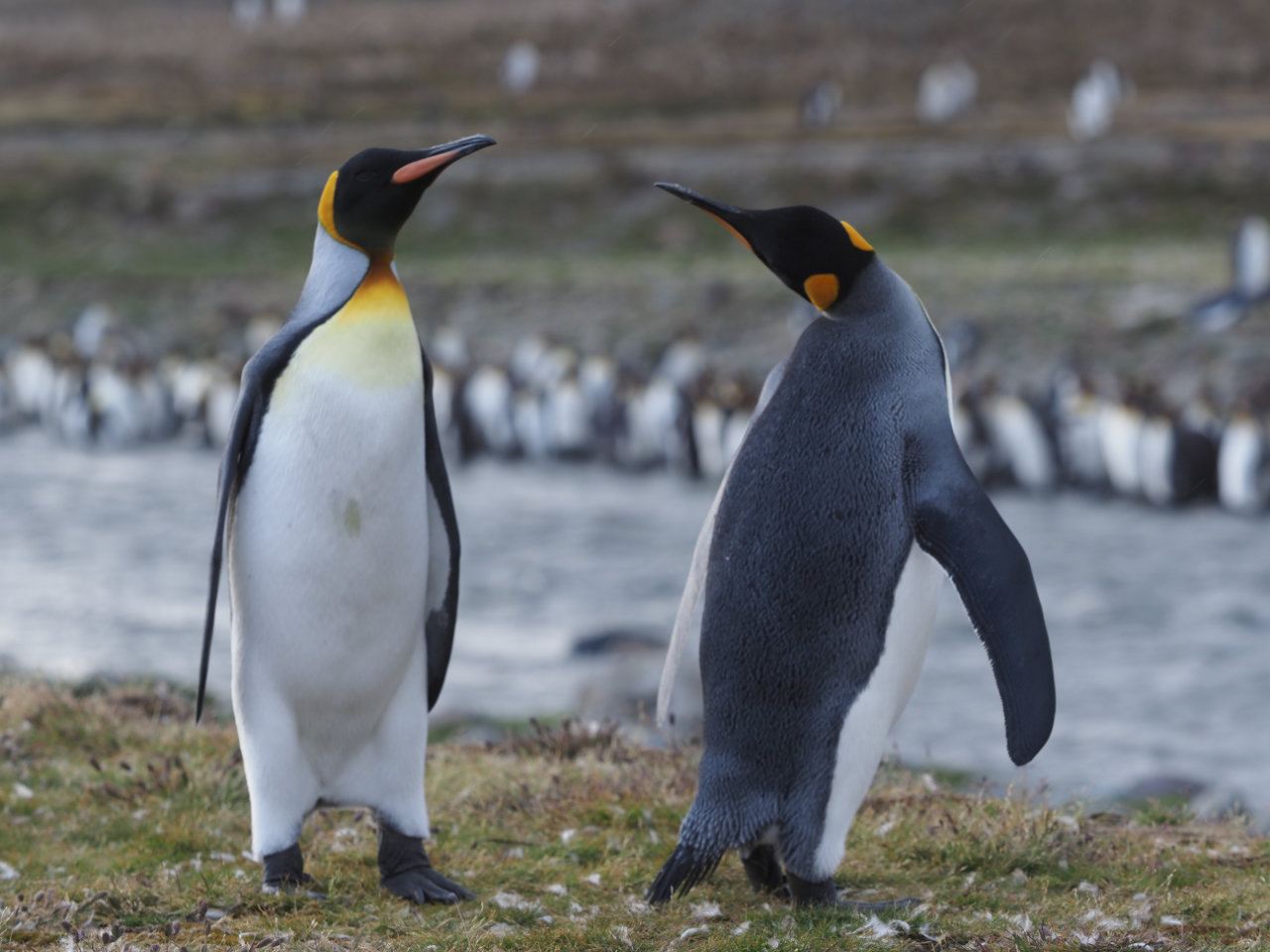 Antarctic