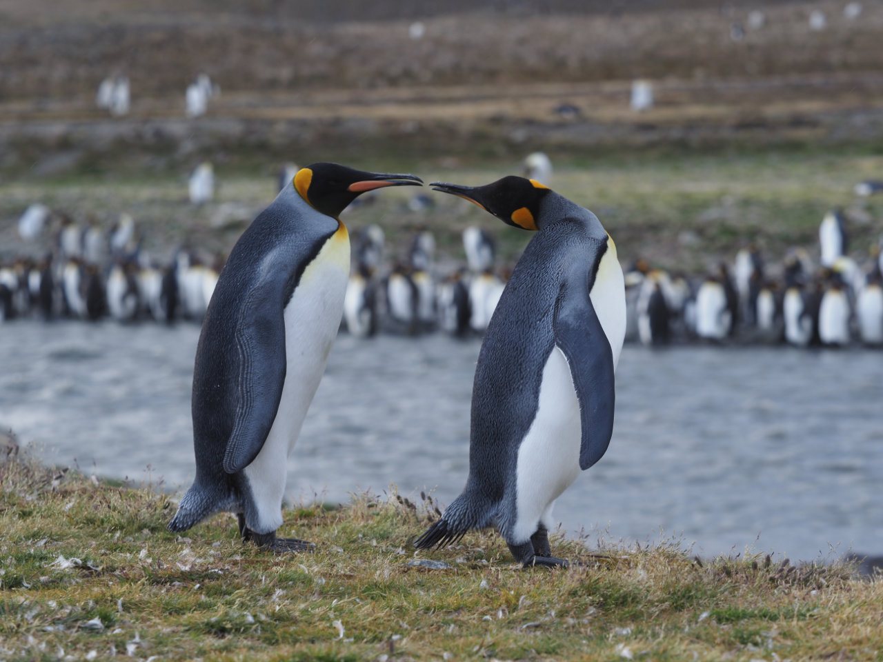 Antarctic