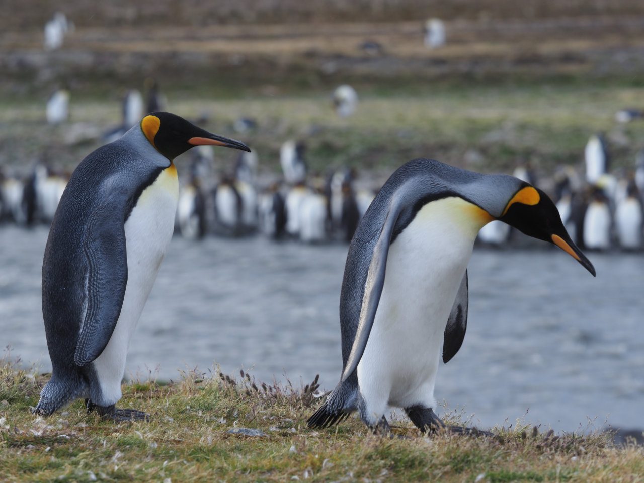 Antarctic