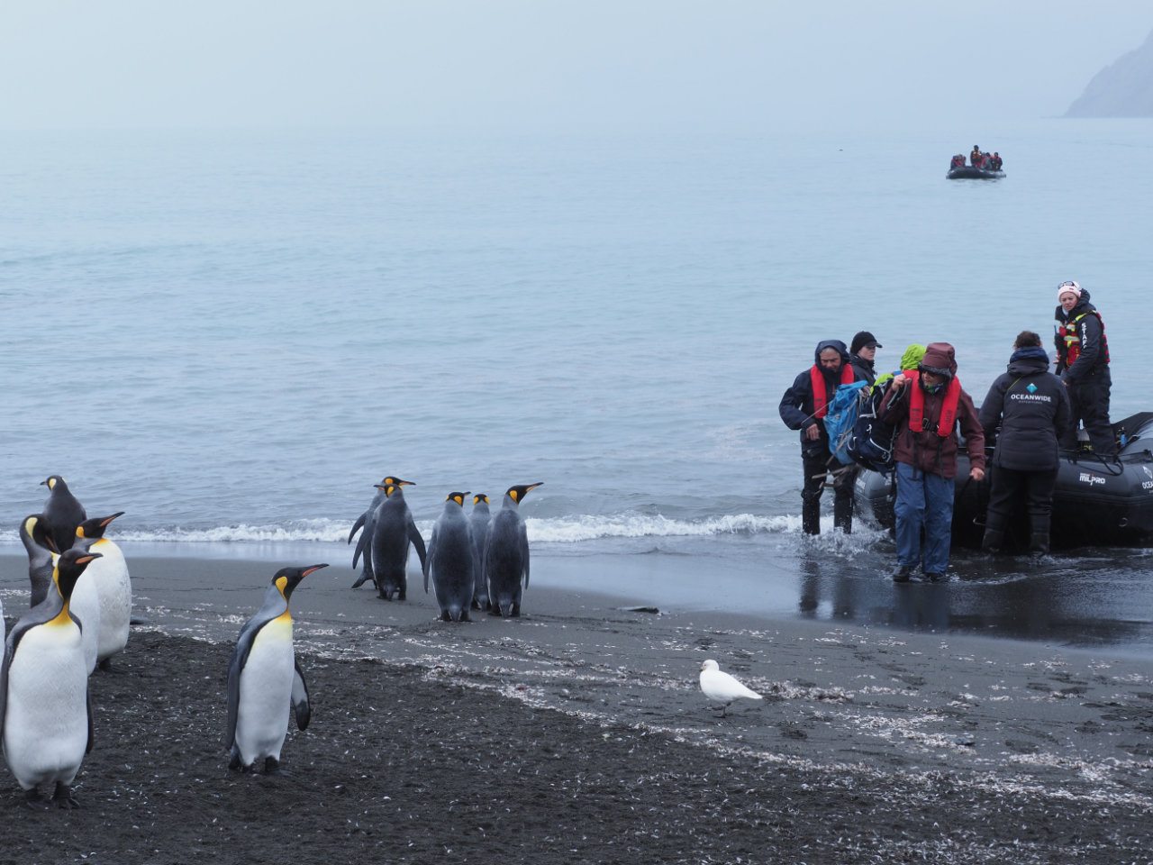 Antarctic