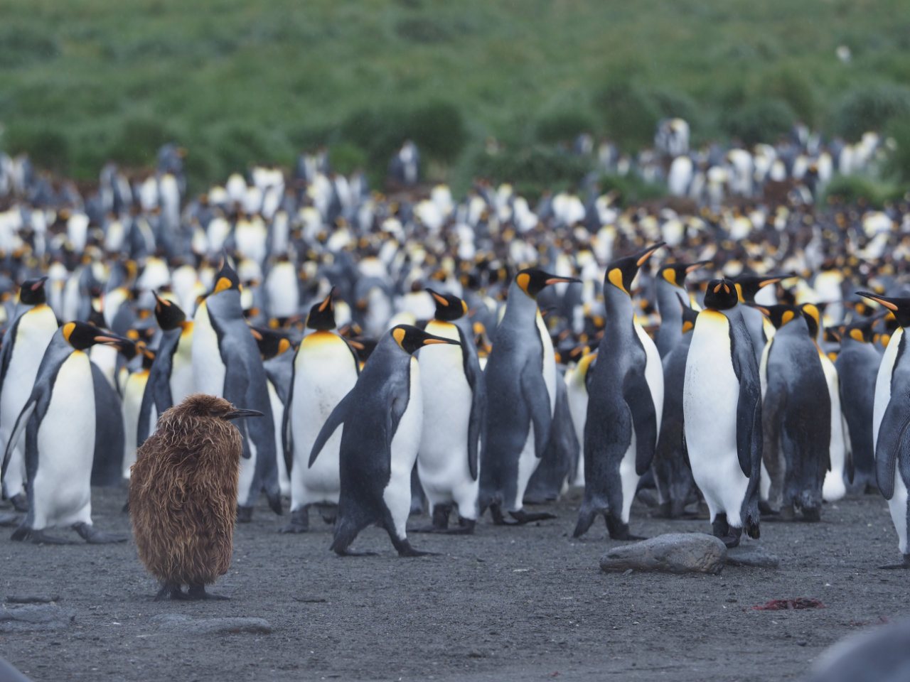 Antarctic