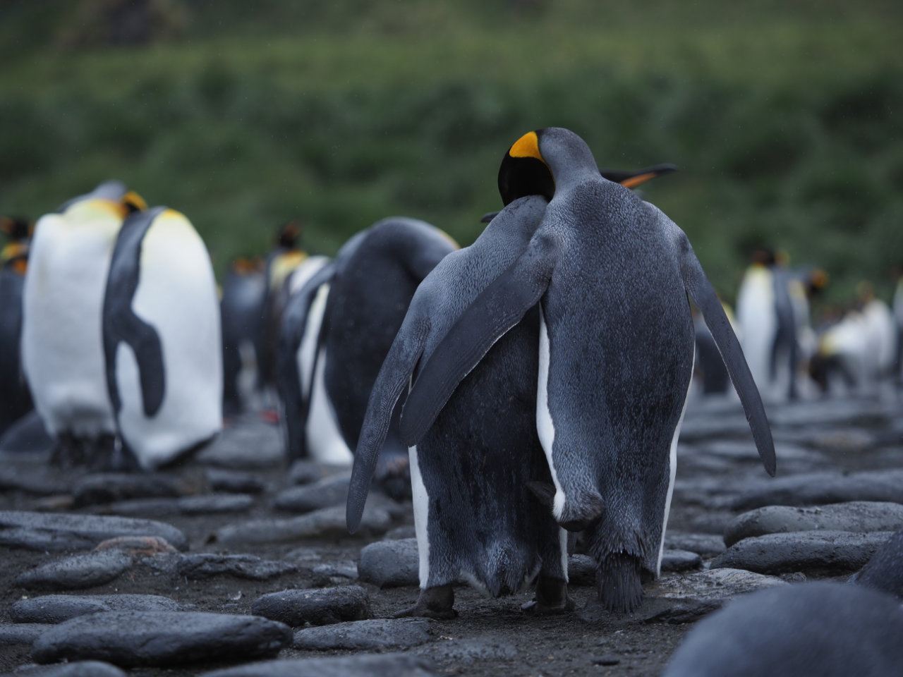 Antarctic