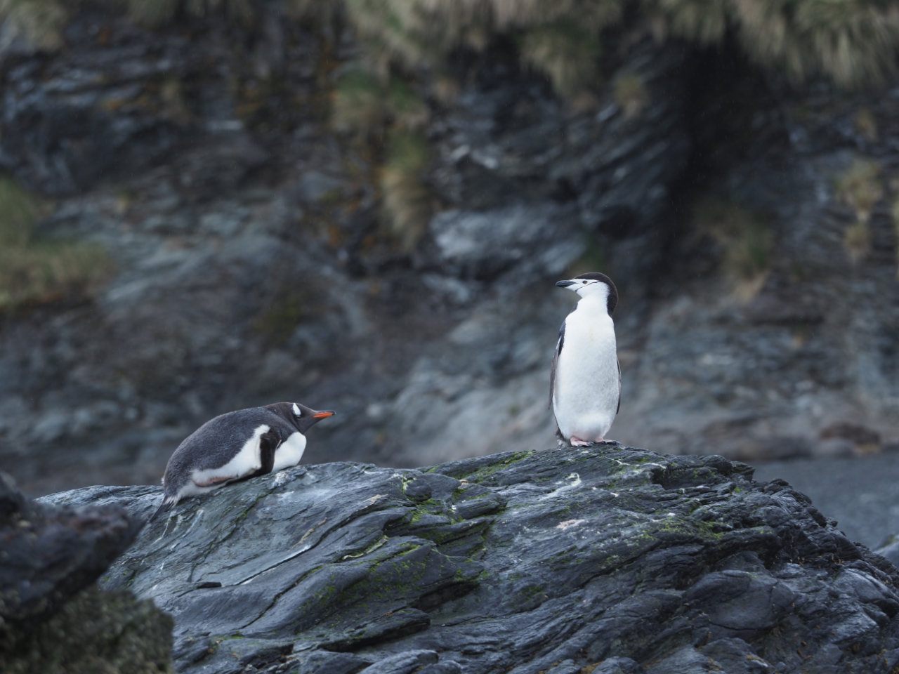 Antarctic
