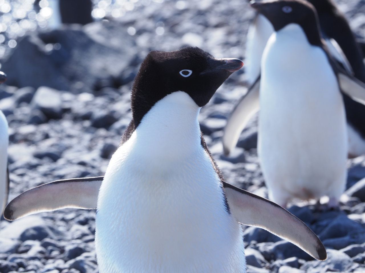 Antarctic
