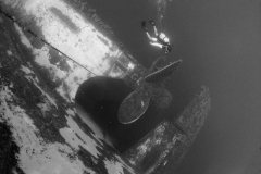 Zenobia