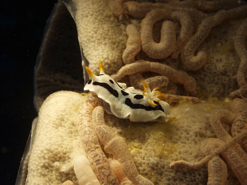 Ph049chromodorisDianae.jpg