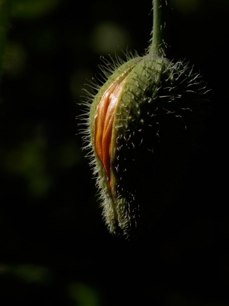 X5273835.jpg