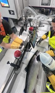 BLE Buzzer for Salmon evaluation